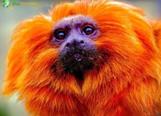 Golden Lion Tamarin