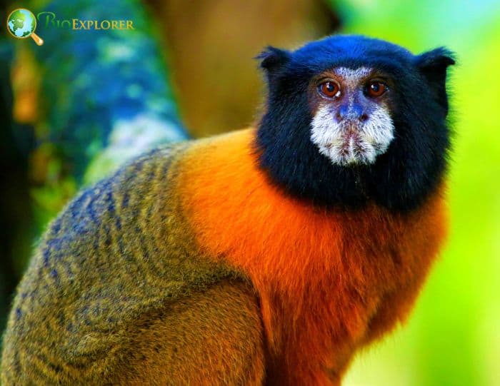 Golden-mantled Tamarin
