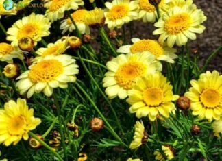 Golden Marguerite