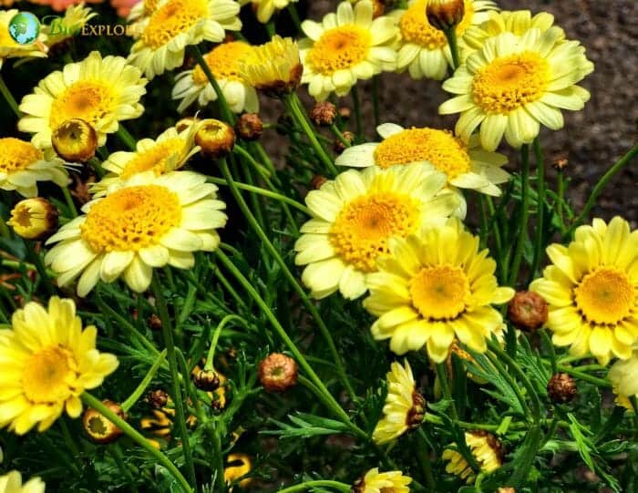 Golden Marguerite