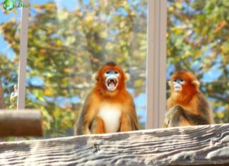 Golden Snub-Nosed Monkey