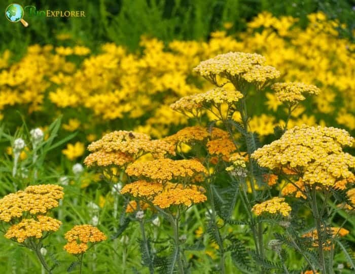 Golden Yellow Fernleaf Yarrow Flowers Golden Yellow Fernleaf Yarrow Flowers