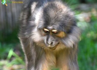 Gray-Cheeked Mangabey