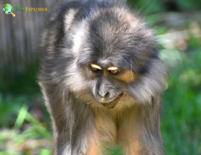 Gray-Cheeked Mangabey