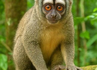 Gray-handed Night Monkey