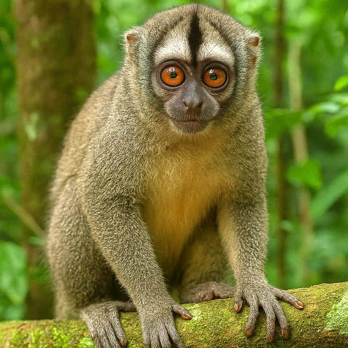 Gray-handed Night Monkey