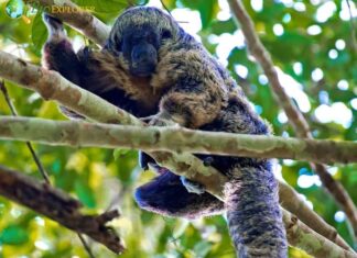 Gray's Bald-faced Saki