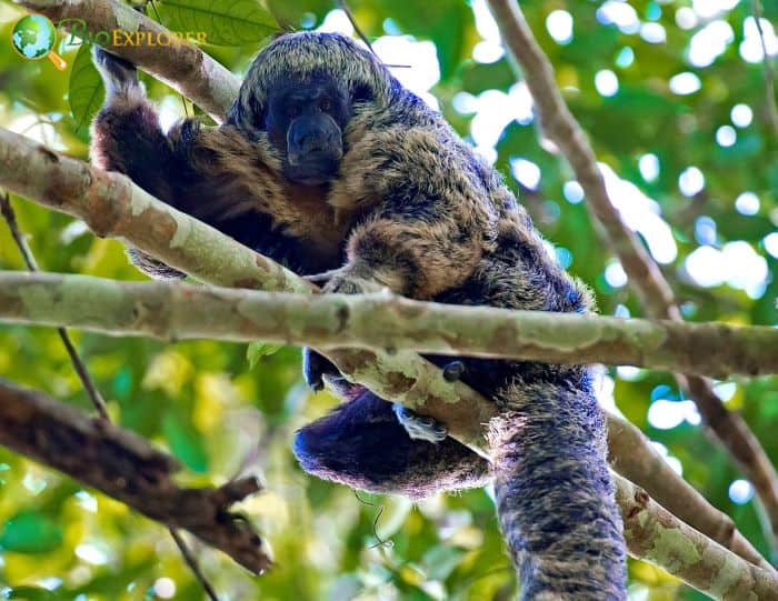 Gray's Bald-faced Saki