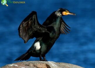 Great Cormorant