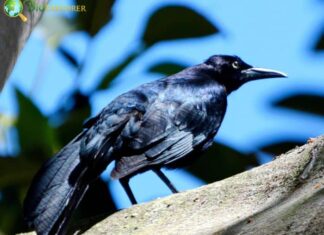Great-tailed Grackle