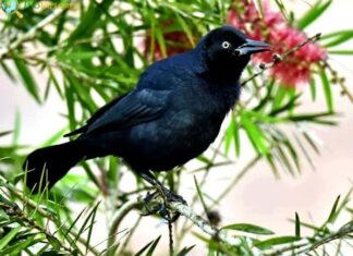 Greater Antillean Grackle