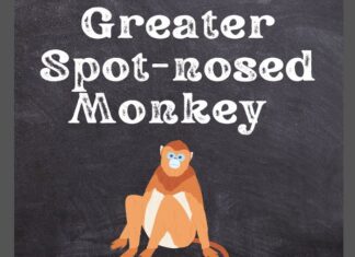 Greater Spot-Nosed Monkey