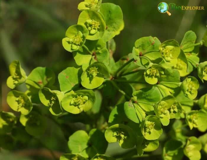Green Euphorbia Flowers Green Euphorbia Flowers