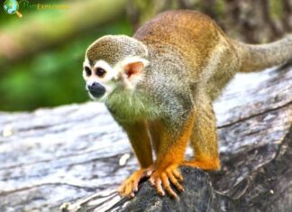Guianan Squirrel Monkey