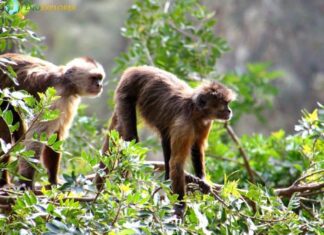 Guianan Weeper Capuchin
