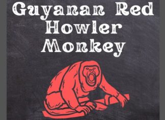 Guyanan Red Howler Monkey