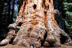 Giant Sequioa Tree