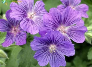Hardy Geranium