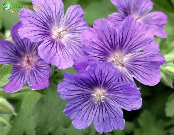Hardy Geranium
