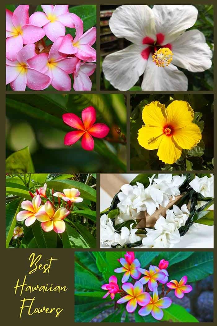Top 26 Best Hawaiian Flowers