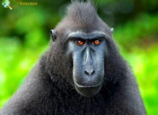 Heck's Macaque