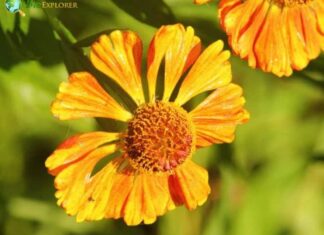 Helenium