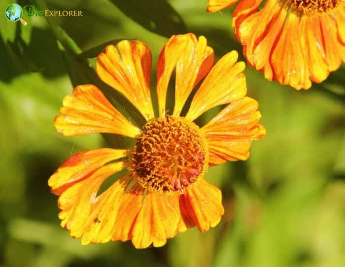 Helenium