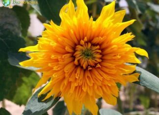 Helianthus annuus