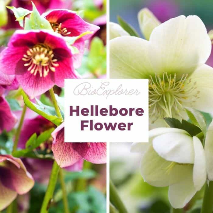 Hellebore Hellebore