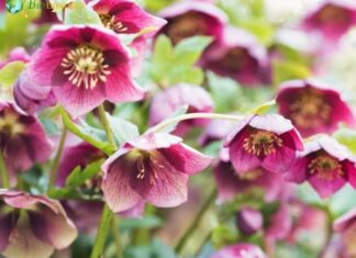 Hellebore
