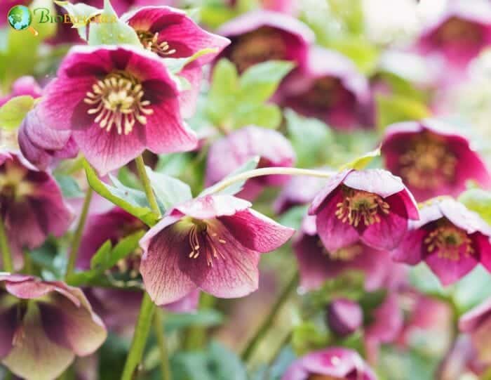 Hellebore