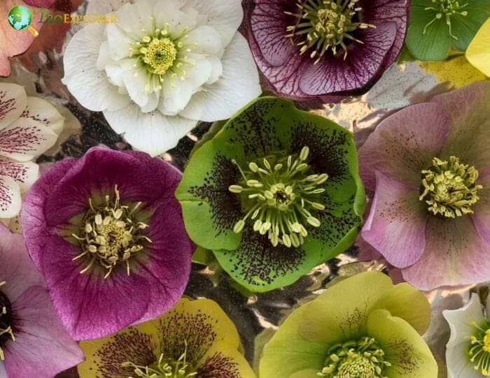 Hellebore Flowers Hellebore Flowers