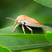 Hemipterology (True Bugs)