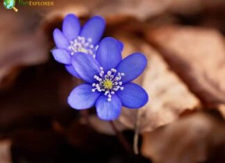 Hepatica
