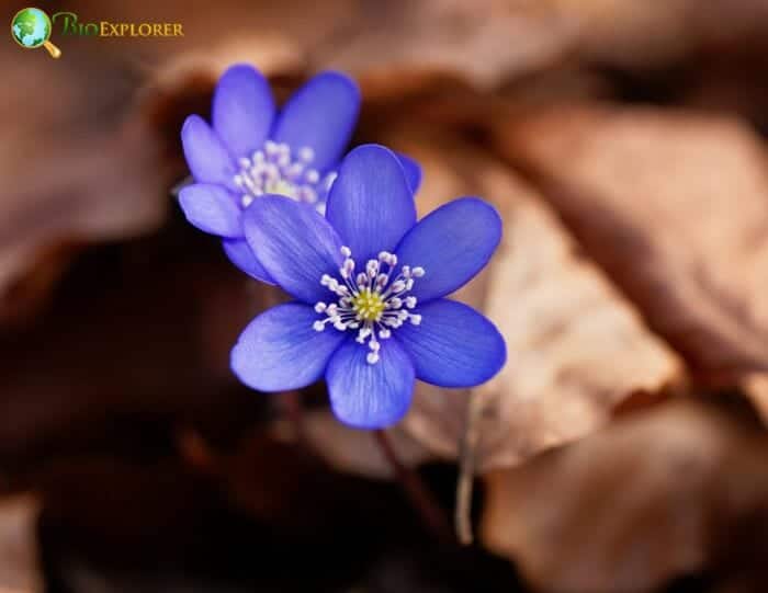 Hepatica