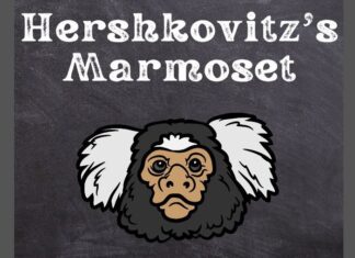 Hershkovitz's Marmoset