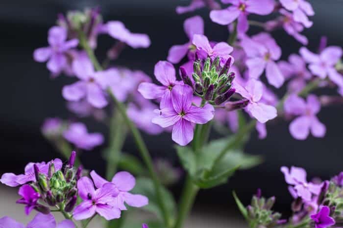 Hesperis Matronalis Hesperis Matronalis
