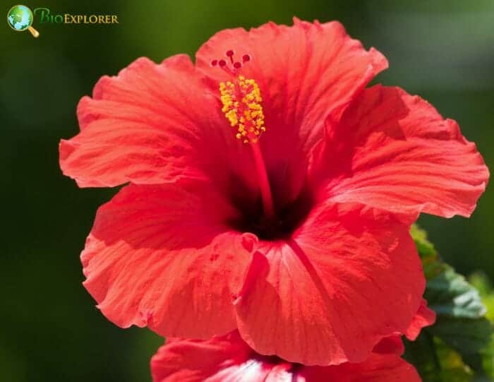 Hibiscus Flower Hibiscus Flower