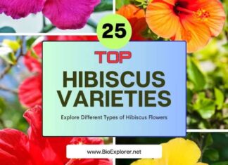 Hibiscus Varieties