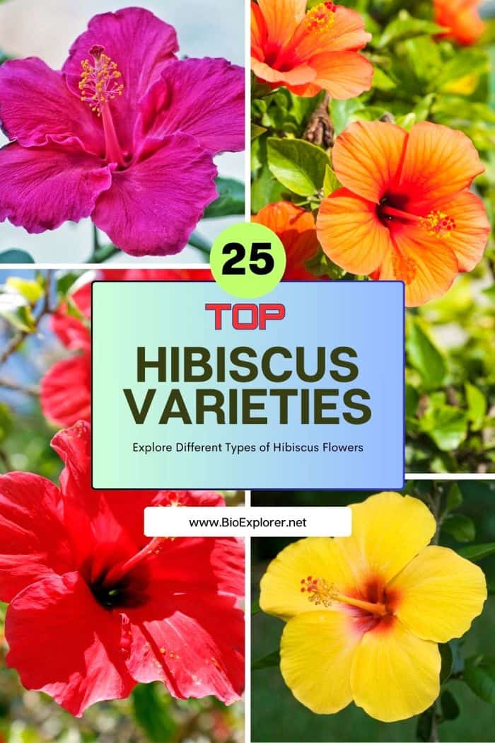 Hibiscus Varieties