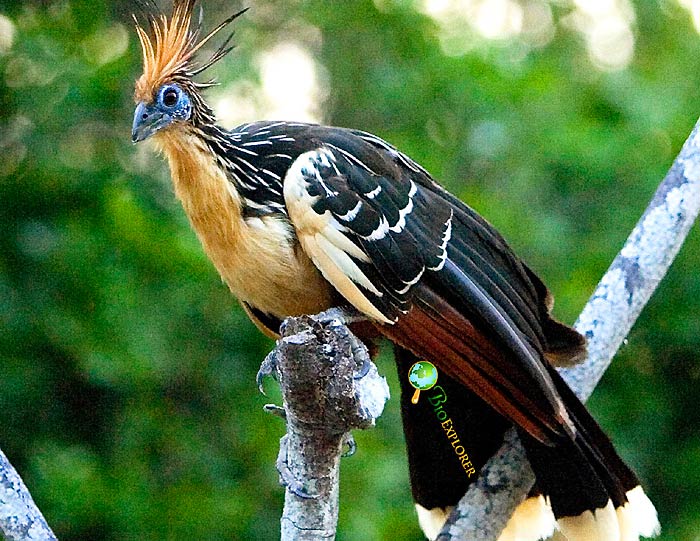 Hoatzin perched on a branch showing spiky orange crest, buff neck, black and white wings, and chestnut tail