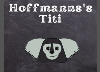 Hoffmann's Titi