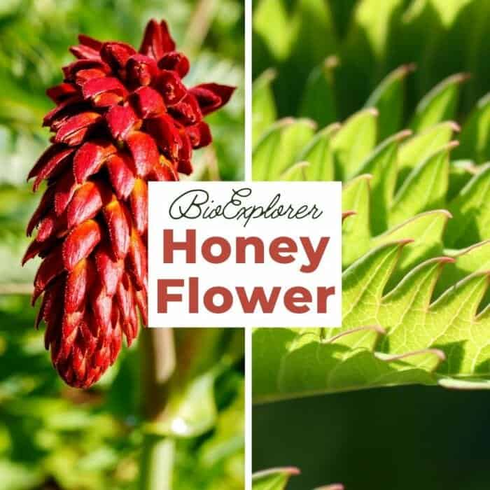 Honeyflower Honeyflower