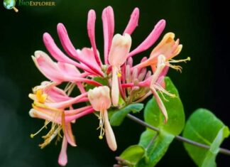 Japanese Honeysuckle