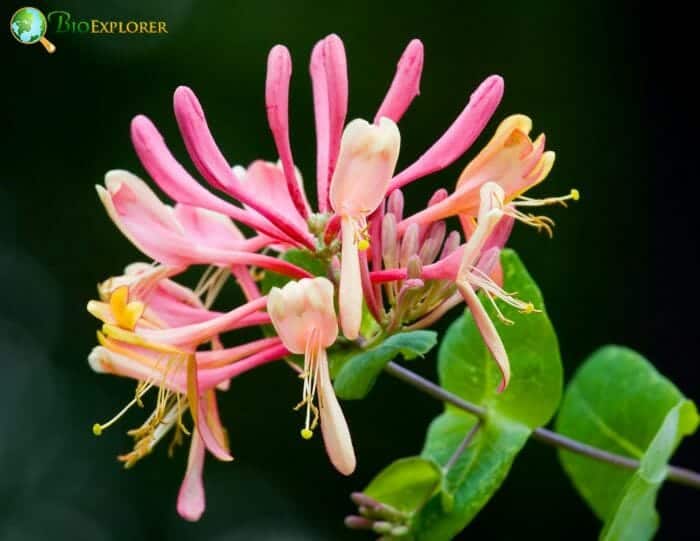 Japanese Honeysuckle