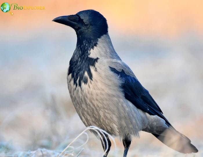 Hooded Crow Hooded Crow