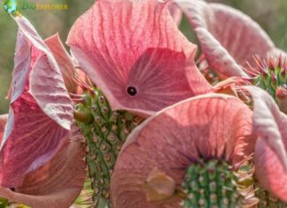 Hoodia Cactus
