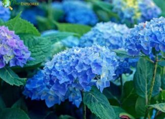 Hortensia