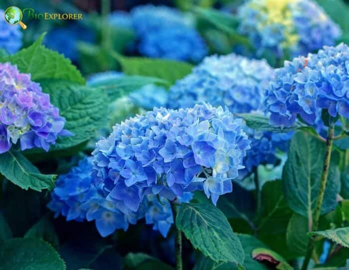 Hortensia