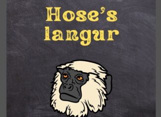 Hose's Langur
